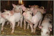 o�rodek wypoczynkowy Sikorki, agroturystyka, gril, jezioro, domki letniskowe i ca�oroczne, kujawsko-pomorskie