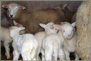 o�rodek wypoczynkowy Sikorki, agroturystyka, gril, jezioro, domki letniskowe i ca�oroczne, kujawsko-pomorskie